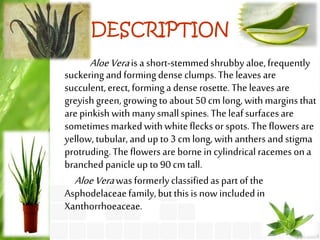 anthurium clarinervium hydrokultur Anthurium clarinervium main image 0