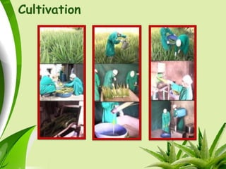 Cultivation
 