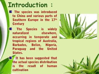 Introduction :
The species was introduced
to China and various parts of
Southern Europe in the 17th
Century
The Species is widely
naturalized elsewhere,
occurring in temperate and
tropical regions of Australia,
Barbados, Belize, Nigeria,
Paraguay and the United
States.
It has been suggested that
the actual species distribution
is the result of human
cultivation
 