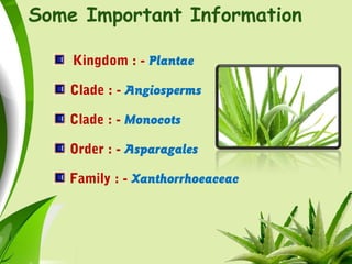 Some Important Information
Kingdom : - Plantae
Clade : - Angiosperms
Clade : - Monocots
Order : - Asparagales
Family : - Xanthorrhoeaceac
 