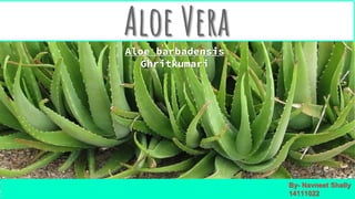 Aloe VeraAloe barbadensis
Ghritkumari
By- Navneet Shally
14111022
 