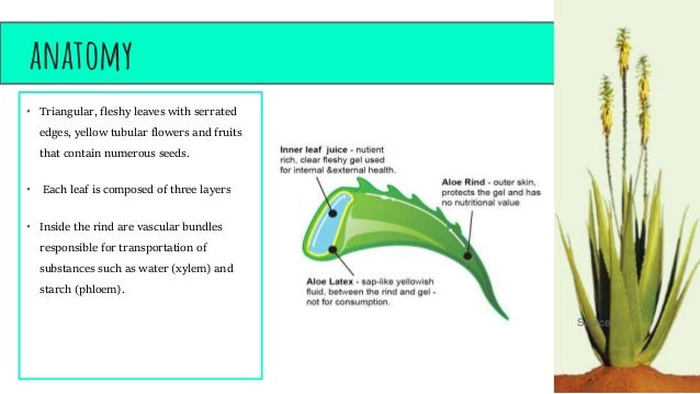 Resultado de imagen de aloe vera plant anatomy
