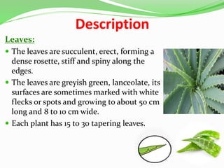aloe vera zum essen kaufen Aloe vera Blatt frisch frisch geliefert main image 0