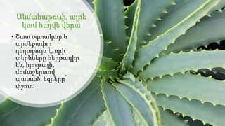 Անմահաթուփ, ալոե
կամ հալվե վերա
• Շատ օգտակար և
արժեքավոր
դեղաբույս է, որի
տերևները հերթադիր
են, հյութալի,
մոմաշերտով
պատա...