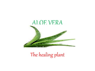 ALOE VERA
The healing plant
 
