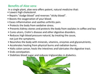 Benefits of Aloe vera:
In a single plant, aloe vera offers potent, natural medicine that:
• Lowers high cholesterol.
• Repairs "sludge blood" and reverses "sticky blood".
• Boosts the oxygenation of your blood.
• Eases inflammation and soothes arthritis pain.
• Protects the body from oxidative stress.
• Prevents kidney stones and protects the body from oxalates in coffee and tea
• Cures ulcers, Crohn's disease and other digestive disorders.
• Reduces high blood pressure natural, by treating the cause,
not just the symptoms.
• Nourishes the body with minerals, vitamins, enzymes and glyconutrients.
• Accelerates healing from physical burns and radiation burns.
• Halts colon cancer, heals the intestines and lubricates the digestive tract.
• Ends constipation.
• Stabilizes blood sugar and reduces triglycerides in diabetics.
 