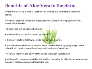 Benefits of Aloe Vera to the Skin:
Aloe Vera acts as a natural barrier and shields our skin from dangerous
toxins.
Aloe vera products contain the highest concentrations of healing agent which is
beneficial for the skin.
It makes the skin smooth and glowing.
It relieves heat on the skin caused by sunburn.
It destroys bacteria that try to invade cuts or open wounds.
It is an excellent skin moisturizer that keeps the skin flexible by giving oxygen to the
cells which in turn increases the strength and synthesis of skin tissue.
Aloe vera improves the ability of the skin so that it can hydrate itself.
It is helpful in removing dead skin cells and has the ability for effective penetration and
transports healthy substances through the skin.
 