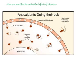 Aloe vera amplifies the antioxidant effects of vitamins:-
 