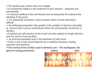 The dental uses of Aloe Vera are multiple.
It is extremely helpful in the treatment of gum disease – gingivitis and
periodontitis.
It reduces swelling of the soft tissues and consequently this reduces the
bleeding of the gums.
 It is powerfully antiseptic in gum pockets where normal cleaning is
difficult.
 Its antifungal properties help greatly In the problem of denture stomatitis,
ie. red and sore mucous membranes which are permanently covered by a
denture.
Cracked and split corners of the mouth are also subject to fungal infection
and this can be cured by Aloe.
 Its antiviral properties help in the treatment of cold sores
It has a use in root canal treatment as a sedative dressing, healing
promoter and lubricant
The various forms of Aloe used in dentistry are: – the toothpaste; the
gelly for healing promotion before after
 