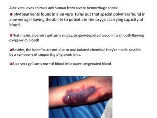 Aloe vera saves animals and human from severe hemorrhagic shock:
phytonutrients found in aloe vera turns out that special polymers found in
aloe vera gel having the ability to potentiate the oxygen carrying capacity of
blood.
That means aloe vera gel turns sludgy, oxygen-depleted blood into smooth-flowing
oxygen-rich blood!
Besides, the benefits are not due to one isolated chemical, they're made possible
by a symphony of supporting phytonutrients.
Aloe vera gel turns normal blood into super-oxygenated blood
 