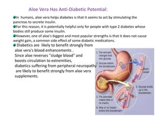 Aloe Vera Has Anti-Diabetic Potential:
In humans, aloe vera helps diabetes is that it seems to act by stimulating the
pancreas to secrete insulin.
For this reason, it is potentially helpful only for people with type 2 diabetes whose
bodies still produce some insulin.
However, one of aloe's biggest and most popular strengths is that it does not cause
weight gain, a common side effect of some diabetic medications.
Diabetics are likely to benefit strongly from
aloe vera's blood enhancements .
Since aloe reverses "sludge blood" and
boosts circulation to extremities,
diabetics suffering from peripheral neuropathy
are likely to benefit strongly from aloe vera
supplements.
 