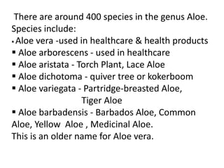 There are around 400 species in the genus Aloe.
Species include:
 Aloe vera -used in healthcare & health products
 Aloe arborescens - used in healthcare
 Aloe aristata - Torch Plant, Lace Aloe
 Aloe dichotoma - quiver tree or kokerboom
 Aloe variegata - Partridge-breasted Aloe,
Tiger Aloe
 Aloe barbadensis - Barbados Aloe, Common
Aloe, Yellow Aloe , Medicinal Aloe.
This is an older name for Aloe vera.
 