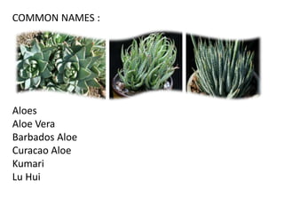 COMMON NAMES :
Aloes
Aloe Vera
Barbados Aloe
Curacao Aloe
Kumari
Lu Hui
 