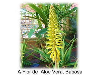A Flor de Aloe Vera, Babosa
 