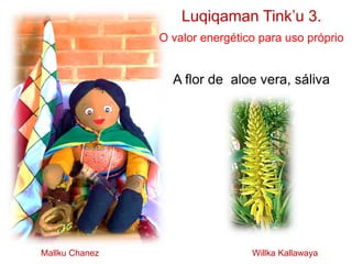 Luqiqaman Tink’u 3.
O valor energético para uso próprio
A flor de aloe vera, sáliva
Mallku Chanez Willka Kallawaya
 
