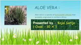 ALOE VERA :
 Aloe vera is a species of SUCCULENT SPECIES that
 probably originated in northern Africa.


                 :- Kajal Satija
( Class :- 10 ‘A’ )




                                                1
 