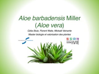 Aloe barbadensis Miller!
(Aloe vera) !
Célia Stutz, Florent Waltz, Mickaël Veinante!
Master biologie et valorisation des plantes!
!
 