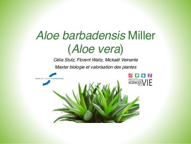 ALOE VERA Proprietà della pianta coltivazione prodotti