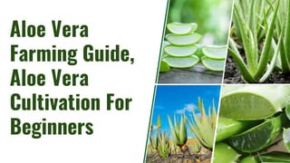 Aloe Vera
Farming Guide,
Aloe Vera
Cultivation For
Beginners
 