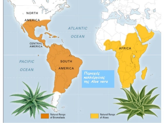 Пальмы где растут карта