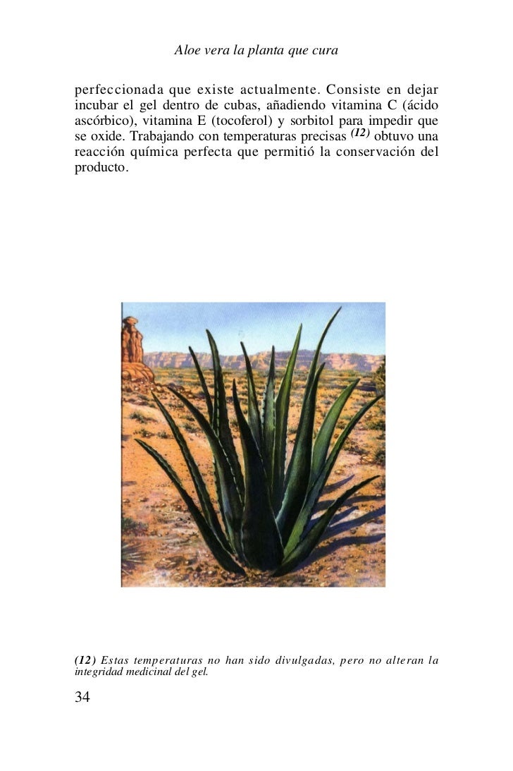 Aloe vera la planta que cura Aloe vera la planta que cura