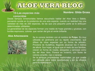 10-Las especies más                                  Nombre: Gilda Gross
      conocidas
Desde tiempos inmemoriales hemos escuchado hablar del Aloe Vera o Sábila,
pensando quizás en la existencia de una sola especie, cuando en realidad hay una
variedad de más de 200 especies, de las que una pequeña parte se le atribuyen
determinadas utilidades.
La generalidad de las especies forman una roseta de hojas grandes y gruesas, con
bordes espinosos, colores que varían del gris al verde brillante.

Aloe Arborescens
                         Se le conoce también con el nombre de Pulpo. Es muy
                         utilizada en jardinería por su rápido crecimiento, que
                         difiere de otras especies por su forma de arbusto.
                         Proviene de Sudáfrica, llegando alcanzar los 4 metros
                         de altura. Sus hojas, al igual que el resto de sus familias,
                         crecen en forma de roseta, alargadas y carnosas como
                         las del Aloe Vera. Florece en invierno, con flores de
                         colores amarillo, rojo o naranja.
                         Se le atribuye propiedades medicinales, ya que puede
                         ser utilizada parar tratar quemaduras y por su eficacia
                         para la cicatrización.
 