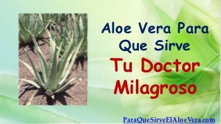 Aloe Vera Para
  Que Sirve
 Tu Doctor
 Milagroso
  ParaQueSirveElAloeVera.com
 