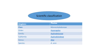 Kingdom: Plantae
Class Monocotyledoneae
Order: Asparagales
Family: Asphodelaceae
Subfamily: Asphodeloideae
Genus: Aloe
Species: A. vera
Scientific classification
 