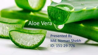Aloe Vera
Presented By
Md. Noman Shekh
ID: 151-29-776
 