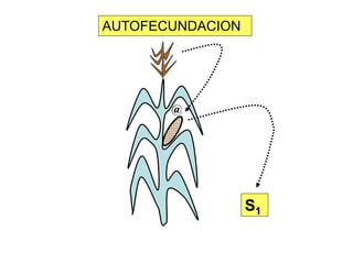 @ 
S1AUTOFECUNDACION  