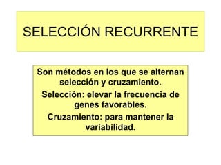 SELECCIÓN RECURRENTE 
Son métodos en los que se alternan selección y cruzamiento. 
Selección: elevar la frecuencia de genes favorables. 
Cruzamiento: para mantener la variabilidad.  
