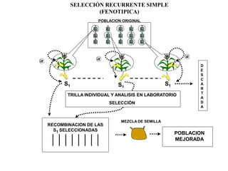 SELECCIÓN RECURRENTE SIMPLE(FENOTIPICA) 
MEZCLA DE SEMILLA 
POBLACION MEJORADATRILLA INDIVIDUAL Y ANALISIS EN LABORATORIOSELECCIÓN 
POBLACION ORIGINAL 
@ 
S1 
@ 
S1@ S1 
RECOMBINACION DE LAS S1 SELECCIONADASDESCARTADA  
