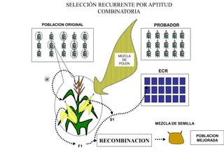@ F1 
S1RECOMBINACION 
SELECCIÓN RECURRENTE POR APTITUD COMBINATORIAPOBLACION ORIGINALPROBADOR 
ECR 
MEZCLA DE POLEN 
MEZCLA DE SEMILLA 
POBLACION MEJORADA  
