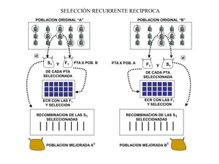 SELECCIÓN RECURRENTE RECIPROCAPOBLACION ORIGINAL “B” @ 
ECR CON LAS F1 Y SELECCIONPOBLACION MEJORADA A1POBLACION ORIGINAL “A” S1 
F1Y 
DE CADA PTA SELECCIONADARECOMBINACION DE LAS S1 SELECCIONADASPTA X POB. B 
POBLACION MEJORADA B1 
RECOMBINACION DE LAS S1 SELECCIONADAS 
@ 
ECR CON LAS F1 Y SELECCION 
S1F1Y 
DE CADA PTA SELECCIONADAPTA X POB. A  