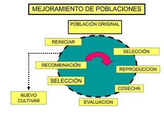 SELECCIÓN 
REPRODUCCIONCOSECHAEVALUACION 
SELECCIÓN 
RECOMBINACIÓN 
REINICIAR 
NUEVO CULTIVAR 
MEJORAMIENTO DE POBLACIONESPOBLACIÓN ORIGINAL  