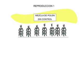 REPRODUCCION 1 
MEZCLA DE POLEN 
SIN CONTROL  