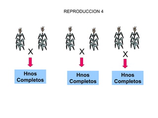 REPRODUCCION 4 
X 
XX 
Hnos Completos 
Hnos Completos 
Hnos Completos  