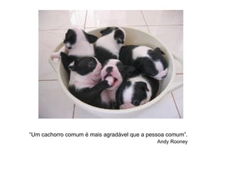 “Um cachorro comum é mais agradável que a pessoa comum”.
Andy Rooney
 