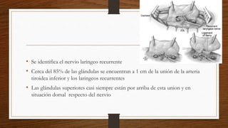 • Se identifica el nervio laringeo recurrente
• Cerca del 85% de las glándulas se encuentran a 1 cm de la unión de la arteria
tiroidea inferior y los laringeos recurrentes
• Las glándulas superiores casi siempre están por arriba de esta union y en
situación dorsal respecto del nervio
 