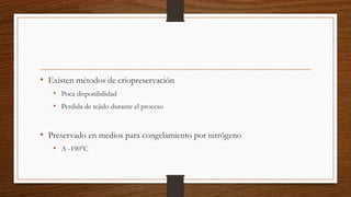 • Existen métodos de criopreservación
• Poca disponibilidad
• Perdida de tejido durante el proceso
• Preservado en medios para congelamiento por nitrógeno
• A -190°C
 