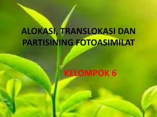 ALOKASI, TRANSLOKASI DAN
PARTISINING FOTOASIMILAT
KELOMPOK 6
 