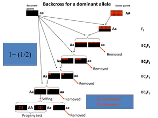 1− (1/2)
Recurrent
parent
Donor parent
aa AA
Aa F1
aaAa BC1F1
BC2F1
aaAa
BC3F1
BC2F1
aa
AA
aa
Aa
Aa aa
BC4F1
Removed
Removed
Removed
Removed
Aa
Removed
Selfing
(1) (2)
(1) maintained
(2) Removed
Backcross for a dominant allele
Progeny test
 