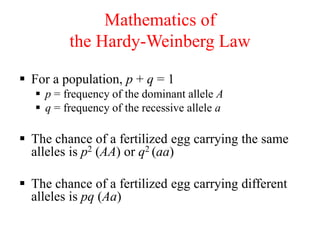 Mathematics of
the Hardy-Weinberg Law
 For a population, p + q = 1
 p = frequency of the dominant allele A
 q = frequency of the recessive allele a
 The chance of a fertilized egg carrying the same
alleles is p2 (AA) or q2 (aa)
 The chance of a fertilized egg carrying different
alleles is pq (Aa)
 