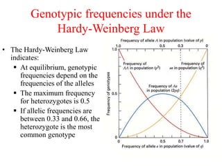 Genotypic frequencies under the
Hardy-Weinberg Law
• The Hardy-Weinberg Law
indicates:
 At equilibrium, genotypic
frequencies depend on the
frequencies of the alleles
 The maximum frequency
for heterozygotes is 0.5
 If allelic frequencies are
between 0.33 and 0.66, the
heterozygote is the most
common genotype
 