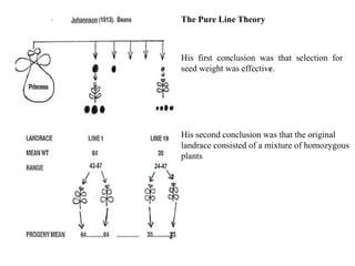 The Pure Line Theory
His first conclusion was that selection for
seed weight was effective.
His second conclusion was that the original
landrace consisted of a mixture of homozygous
plants
 