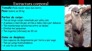 Estructura corporal
Tamaño:Pode medir mais dun metro
Peso:Sobre os 10 kg
Partes do corpo:
●
Ten un largo corpo rematado por unha cola
●
A pelaxe e marrón por arriba e máis claro por debaixo
●
Ten membranas natatorias entre os dedos
●
Orellas moi pequenas
●
Ten bigotes (vibrisas) de 20 cm
Como se desplaza:
●
Son capaces de desprazarse por terra o por auga
●
Ten un corpo hidrodinámico
●
A cola fai de timón
 