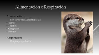 Alimentación e Respiración
Alimentación:
Son carnívoras aliméntanse de:
●
Peixes
●
Topiños
●
Cangrexos
●
Paxaros
Respiración:
Respira por pulmóns
 