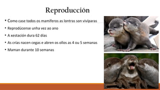 Reproducción
●
Como case todos os mamíferos as lontras son vivíparas
●
Reprodúcense unha vez ao ano
●
A xestación dura 62 días
●
As crías nacen cegas e abren os ollos as 4 ou 5 semanas
●
Maman durante 10 semanas
 