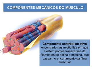 COMPONENTES MECÂNICOS DO MÚSCULO
Componente contrátil ou ativo
encontrado nas miofibrilas em que
existem pontes transversas de
filamentos de actina e miosina, que
causam o encurtamento da fibra
muscular
 