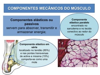 COMPONENTES MECÂNICOS DO MÚSCULO
Componentes elásticos ou
passivos
servem para absorver, transmitir e
armazenar energia;
Componente elástico em
série
localizado no tendão (85%)
e nas pontes transversas
de actina e miosina (15%)
comporta-se como uma
mola
Componente
elástico paralelo
encontrado no
sarcolema e no tecido
conectivo ao redor do
músculo
 